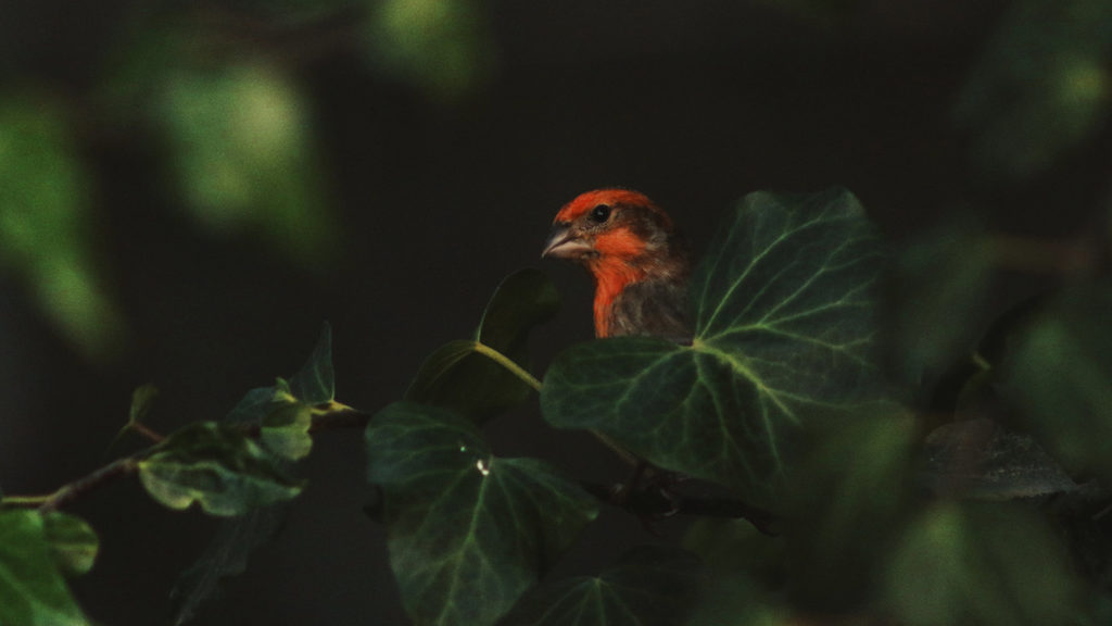 red bird on a branch by Alycia Scheidel
