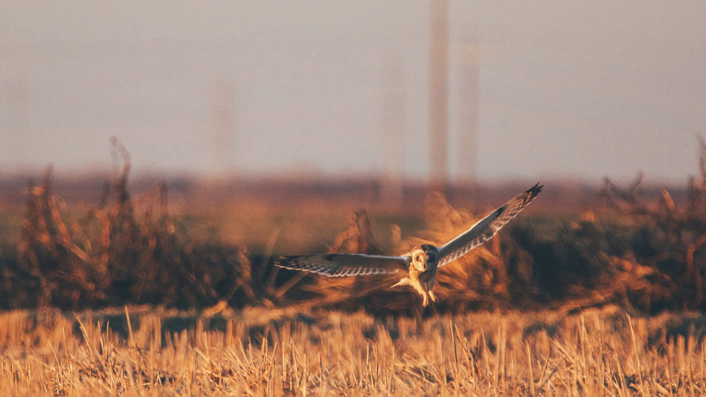 owl in flight by Alycia Scheidel