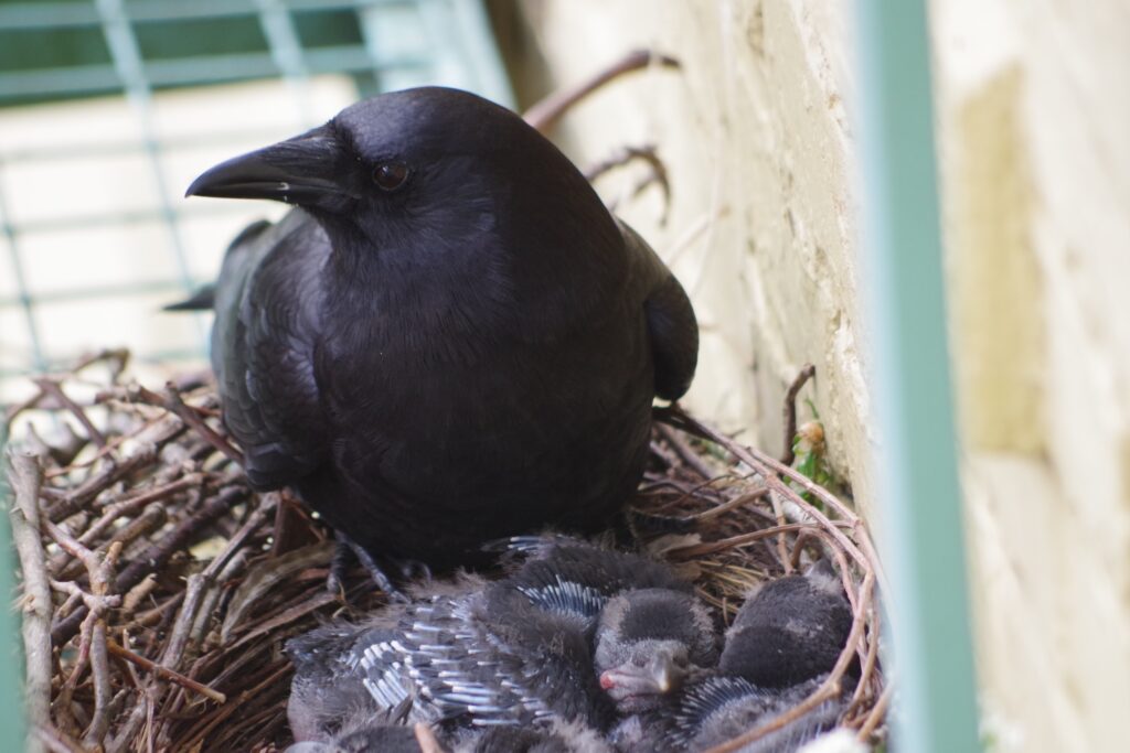 Crow sitting in nest with chicks.