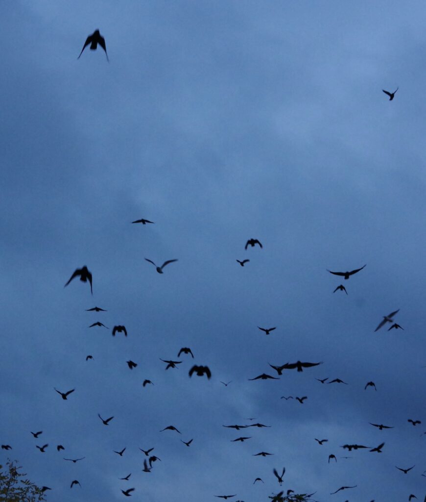 Crows flying in dark sky.