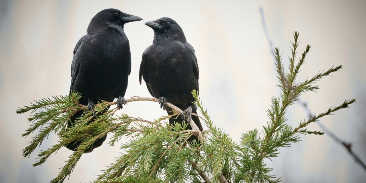 A Murder of Crows