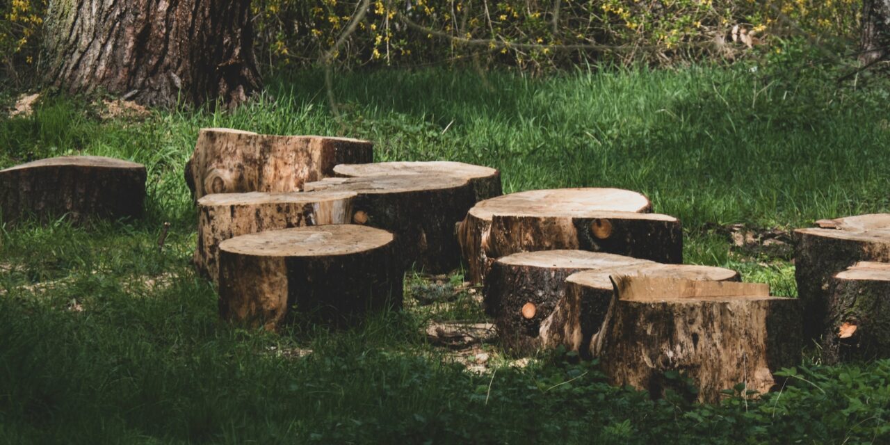 “Grove of the Patriarchs” & “Psalm 98”